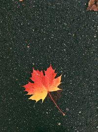 High angle view of maple leaves fallen on water