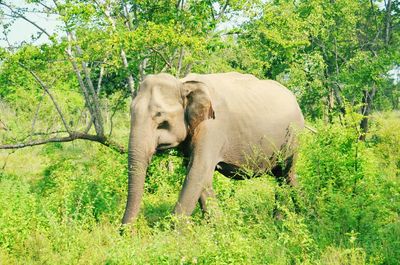 Elephant in a forest