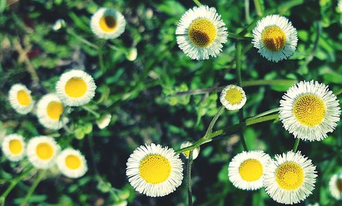 Close-up of daisy flowers blooming in field