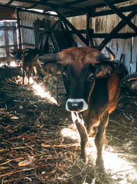 Portrait of cow standing in shed