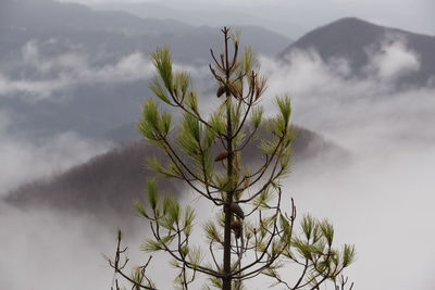 Low angle view of plant against sky