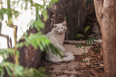 Portrait of a cat