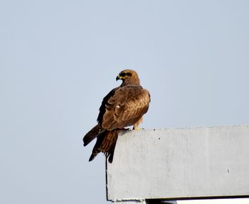 A black kite perched on the terrace