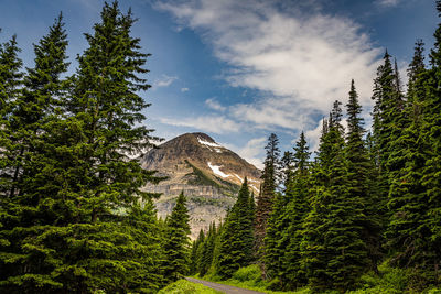 Low angle view of pine trees against sky