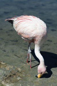 Close-up of a bird