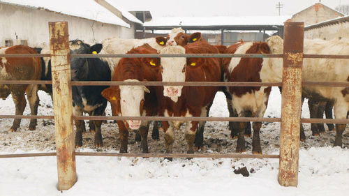 Cows Winter