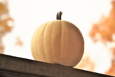 Low angle view of pumpkin against sky