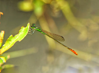 Close-up of dragonfly on leaf