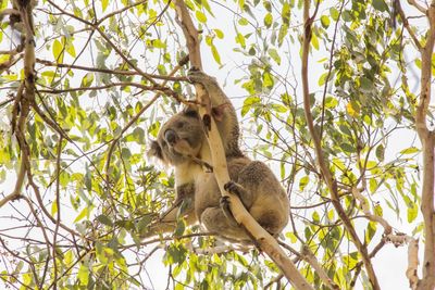 Low angle view of sitting on tree