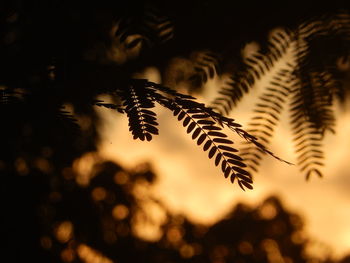 Close-up of silhouette plant against sky at sunset