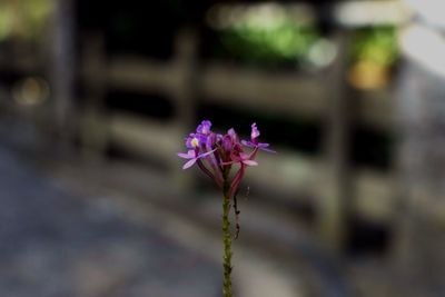 Close-up of purple flowers