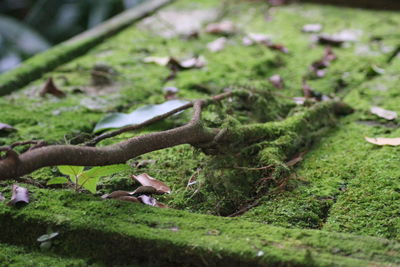 High angle view of mushroom growing on field