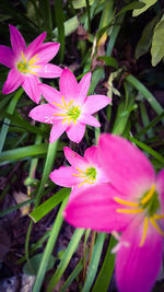 Close-up of pink flowers blooming outdoors