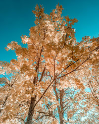 Low angle view of cherry blossom tree against clear blue sky