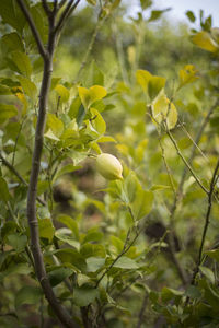 Close-up of fresh green plants