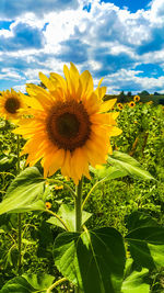 flowering plant