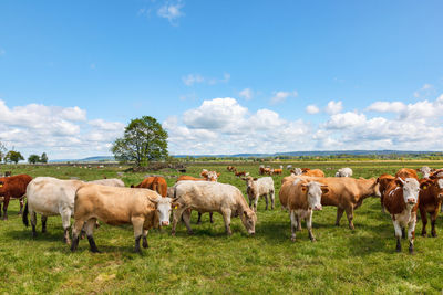 Cattle on a meadow in rural landscape