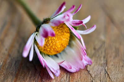 Close-up of pink flower on table