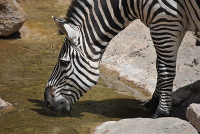 Zebras in a zoo