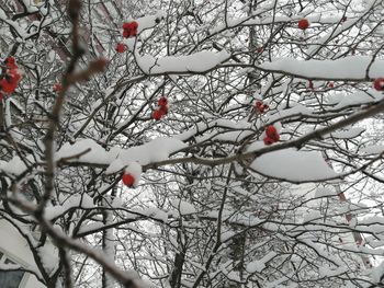 Close-up of bare tree branches during winter