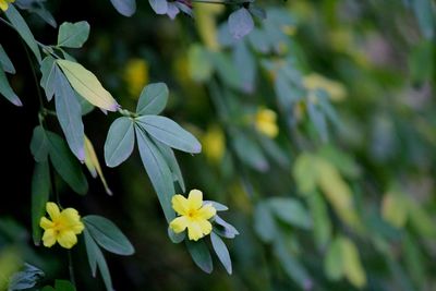 Close-up of flowering plant