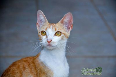 Close-up portrait of cat