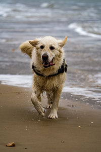 Golden retriever walking along beach