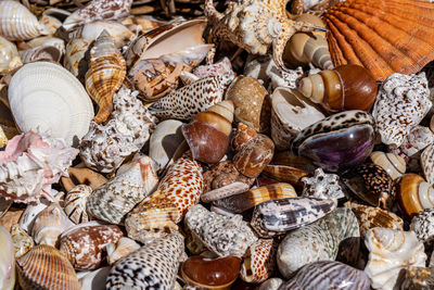 Full frame shot of seashells