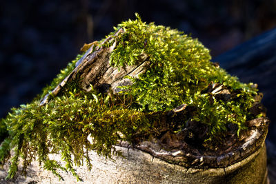 Close-up of plant growing on tree trunk