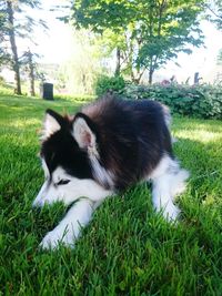 Close-up of dog on field