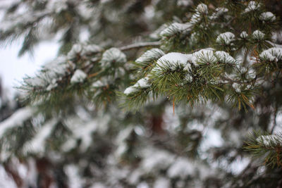 Close-up of snow covered pine tree
