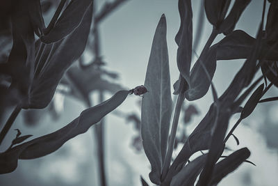 Close-up of flowering plant
