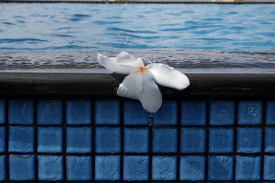 Close-up of seagull on sea shore