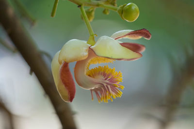 Close-up of yellow flower buds