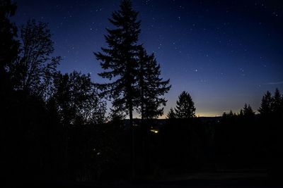 Low angle view of trees at night