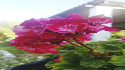 Close-up of pink flowers blooming outdoors