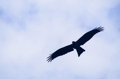 Low angle view of eagle flying against sky