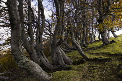 Trees on field in forest