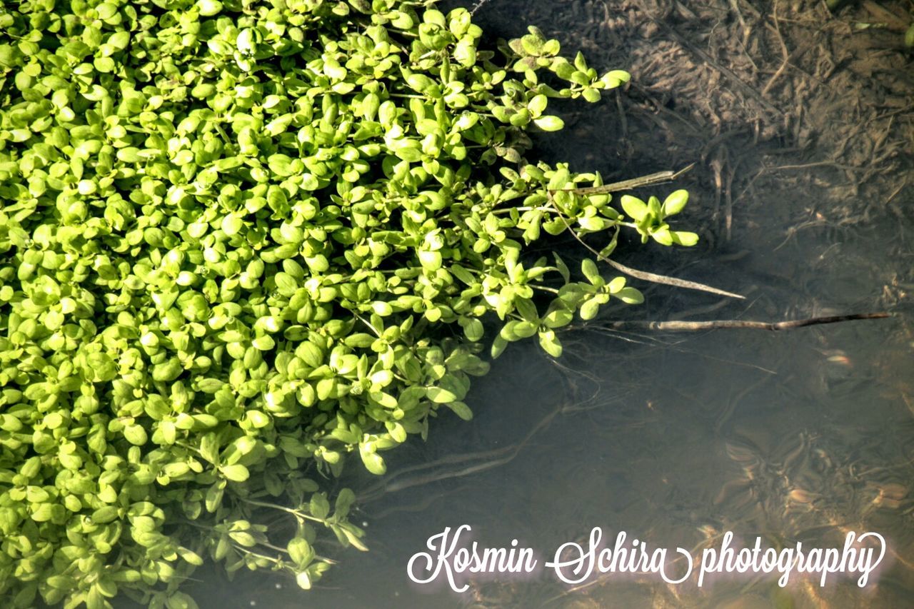 PLANTS IN WATER