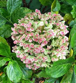 Close-up of pink flowers