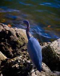 View of a bird on rock