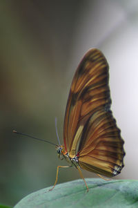 Close-up of butterfly perching on leaf