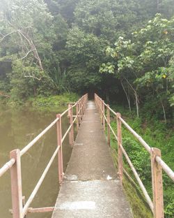 Footbridge amidst trees