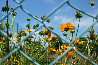 Close-up of yellow flowering plants on field