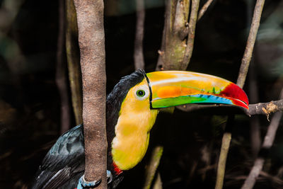 Close-up of bird perching on branch