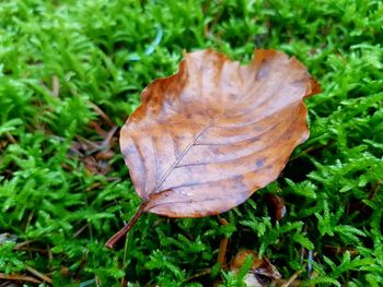 High angle view of leaf in field