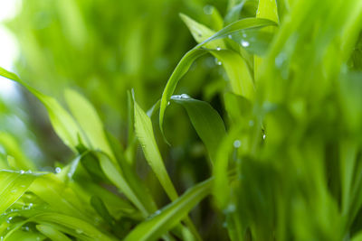 Close-up of fresh green leaves