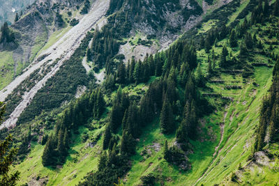High angle view of pine trees