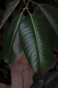 Close-up of fresh green leaves