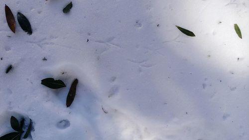 High angle view of birds on snow